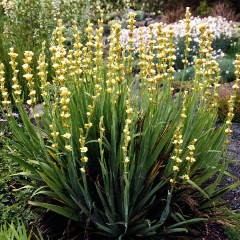 Sisyrinchium striatum - Bieslelie (Groeiplaats)