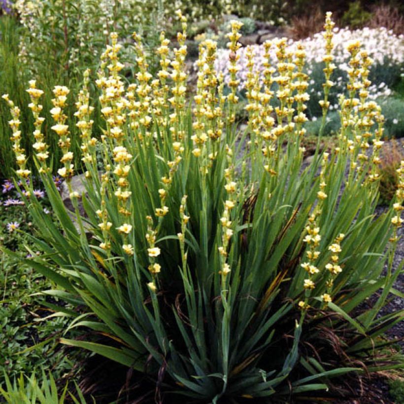 Sisyrinchium striatum Aunt May - Bieslelie (Plant habit)