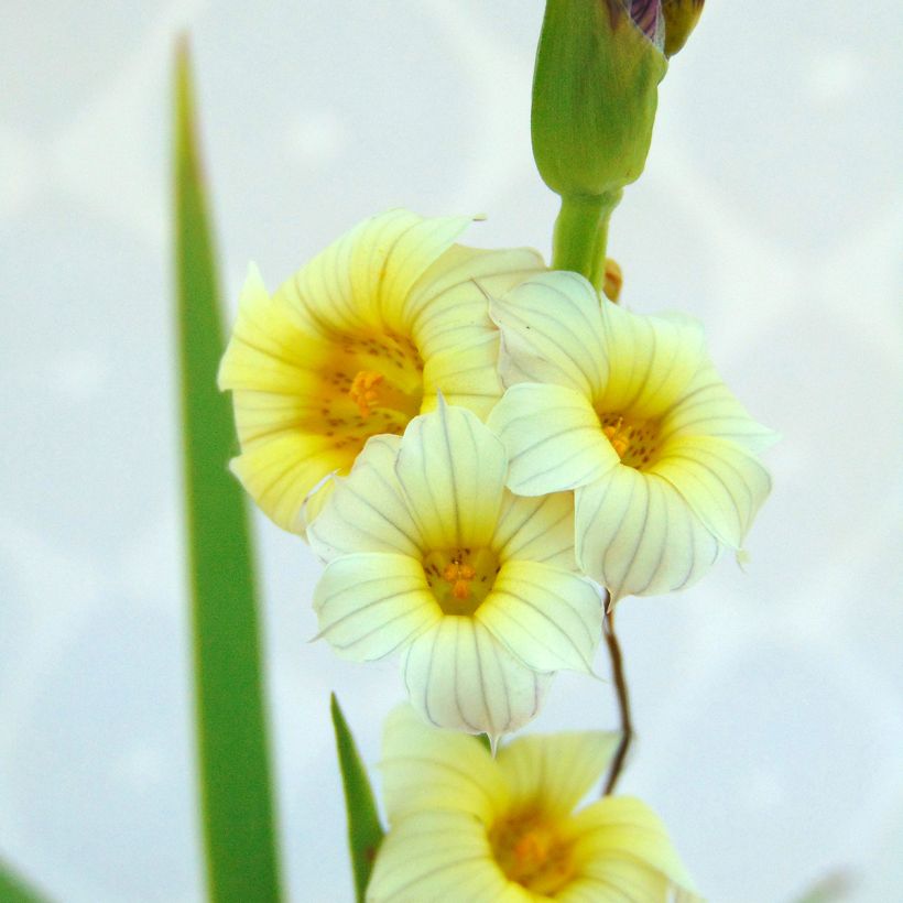 Sisyrinchium striatum - Bieslelie (Blad)