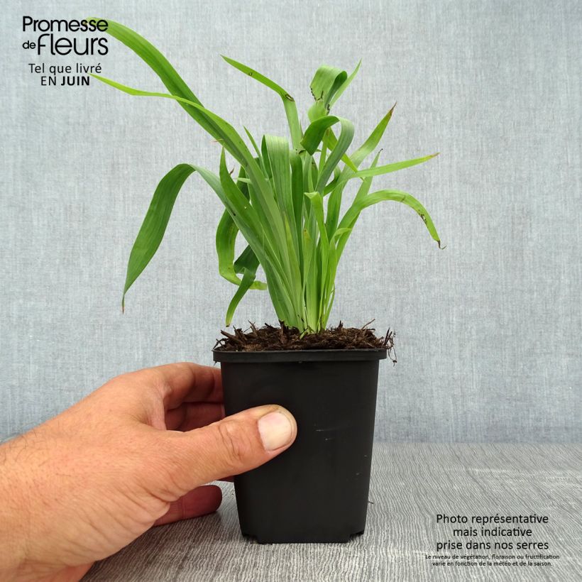 Exemplaar van Sisyrinchium striatum - Bieslelie Kweekpotje van 8/9 cm zoals geleverd in de zomer