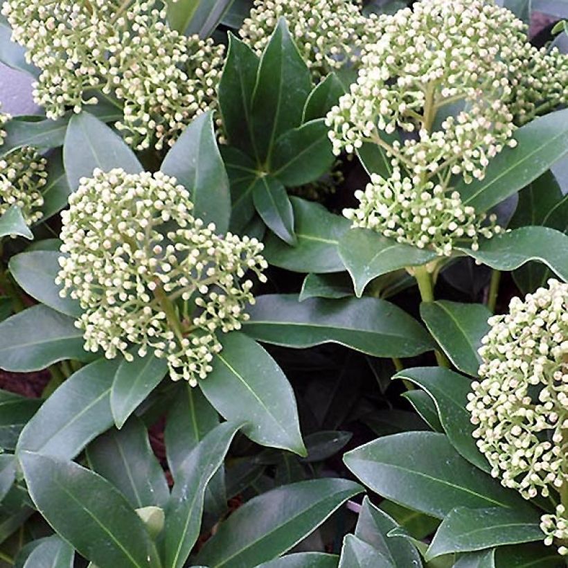 Skimmia japonica Fragrant Cloud - Japanse skimmia (Foliage)