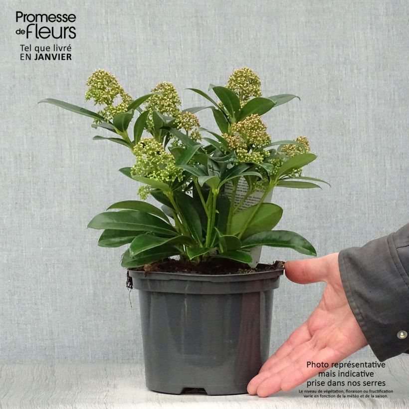 Example of Skimmia japonica Fragrant Cloud - Japanse skimmia Pot van 2 l/3 l as you get in hiver