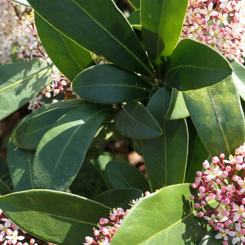 Skimmia japonica Godrie's Dwarf - Japanse skimmia (Foliage)