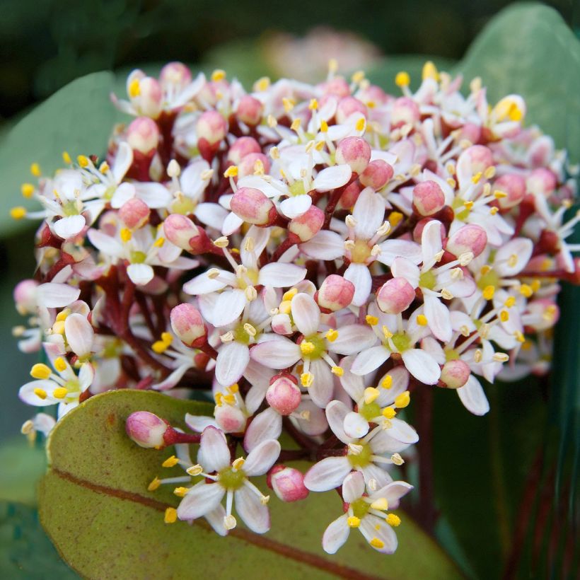 Skimmia japonica Godrie's Dwarf - Japanse skimmia (Flowering)
