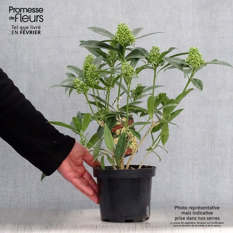 Example of Skimmia japonica Kew Green - Japanse skimmia Pot van 2 l/3 l as you get in hiver