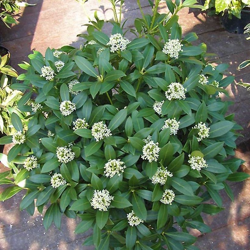 Skimmia japonica Kew White - Japanse skimmia (Plant habit)