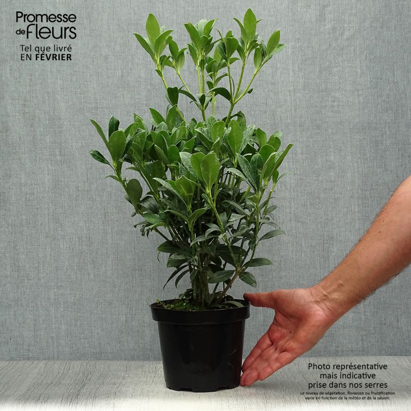 Exemplaar van Skimmia japonica Kew White - Japanse skimmia Pot van 2 l/3 l zoals geleverd in de herfst