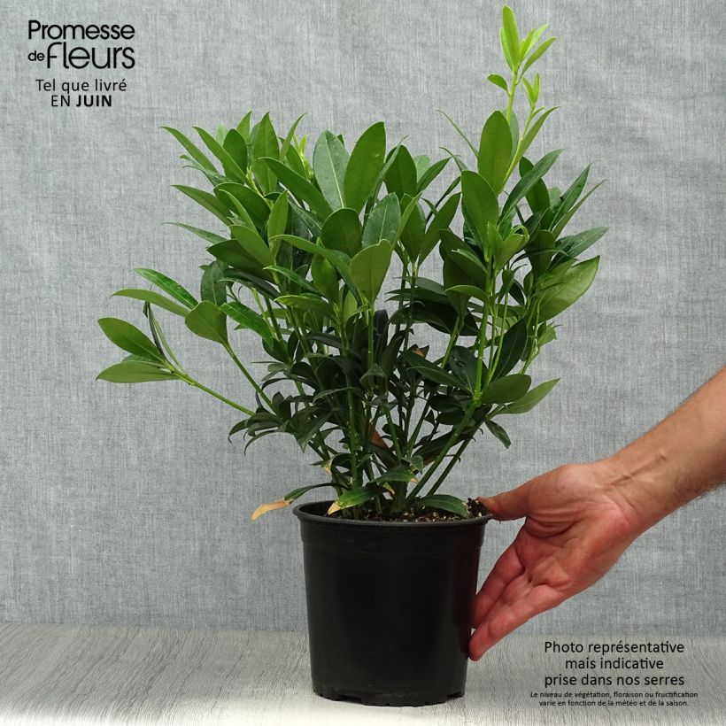 Exemplaar van Skimmia japonica Kew White - Japanse skimmia Pot van 2 l/3 l zoals geleverd in de zomer