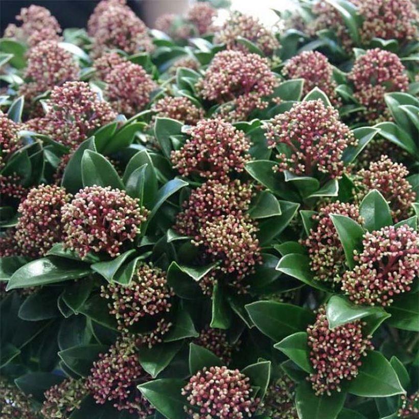 Skimmia japonica Pink Dwarf - Japanse skimmia (Flowering)