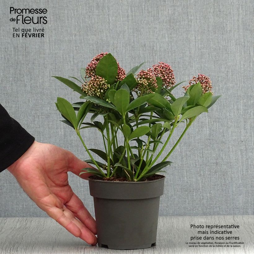 Example of Skimmia japonica Pink Dwarf Pot van 1 l/1,5 l as you get in hiver