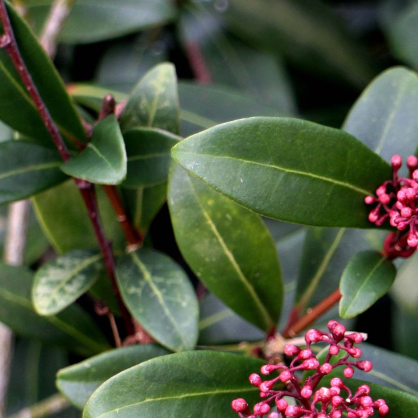 Skimmia japonica Rubella - Japanse skimmia (Foliage)