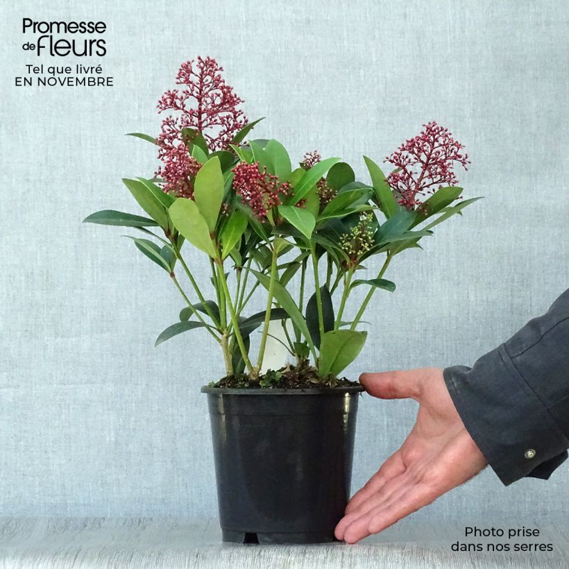 Exemplaar van Skimmia japonica Rubella - Japanse skimmia Pot van 12 cm / 13 cm zoals geleverd in de herfst