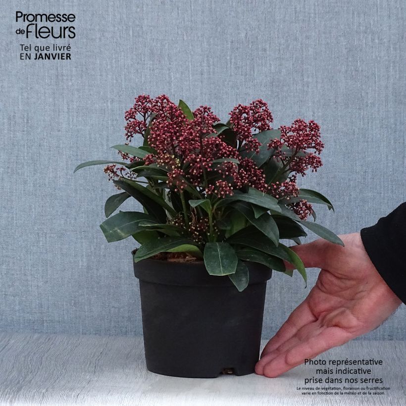 Example of Skimmia japonica Rubella - Japanse skimmia Pot van 12 cm / 13 cm as you get in hiver
