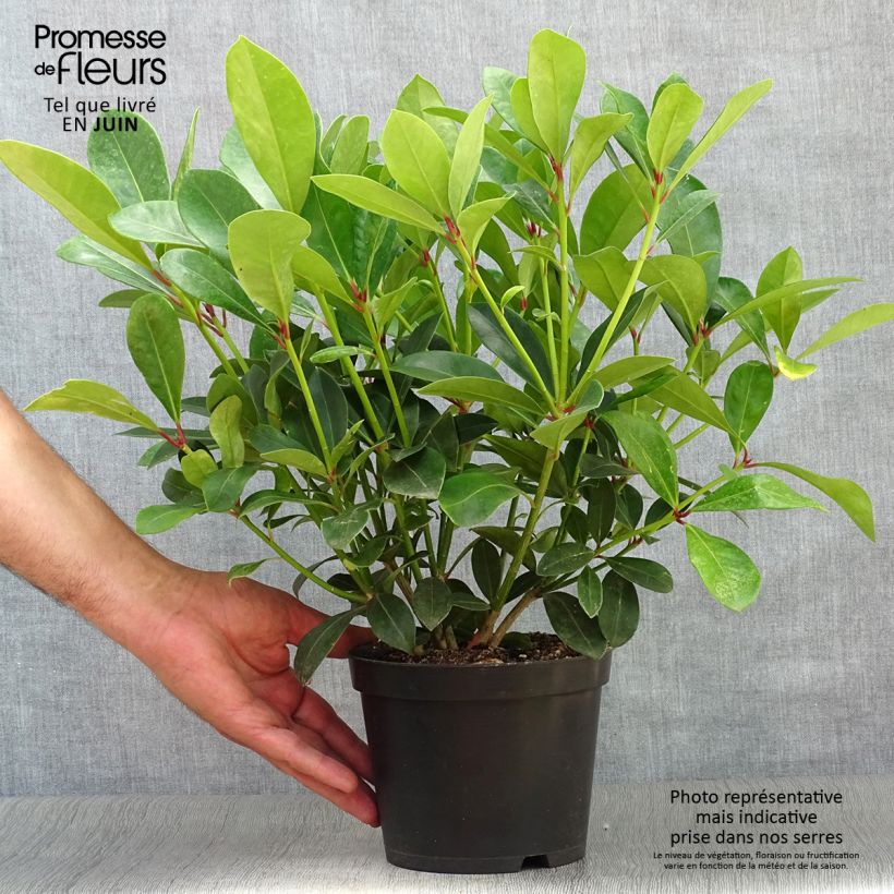 Exemplaar van Skimmia japonica Veitchii - Japanse skimmia Pot van 2 l/3 l zoals geleverd in de zomer