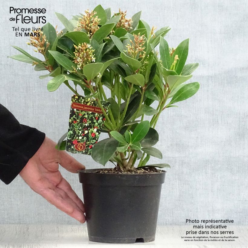 Exemplaar van Skimmia japonica Veitchii - Japanse skimmia Pot van 2 l/3 l zoals geleverd in de lente