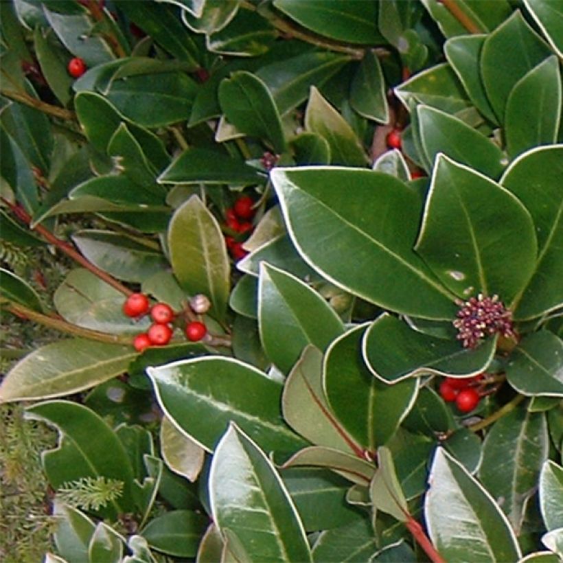 Skimmia reevesiana - Japanse skimmia (Foliage)