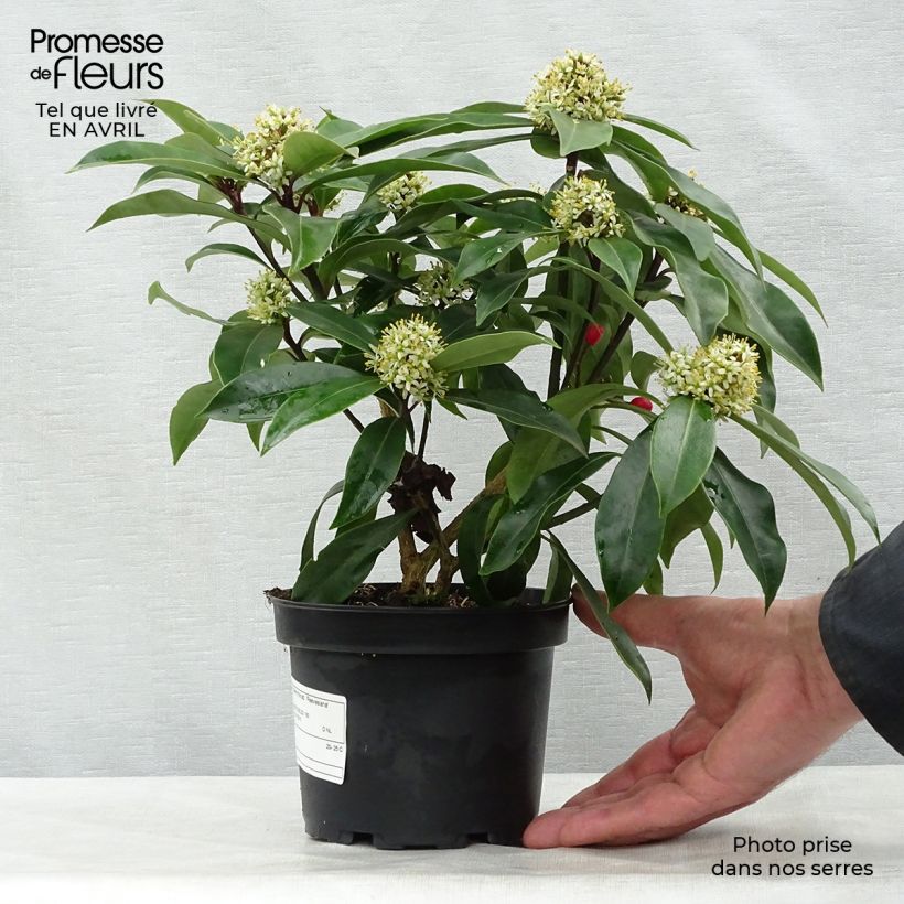 Exemplaar van Skimmia reevesiana - Japanse skimmia Pot van 1 l/1,5 l zoals geleverd in de lente