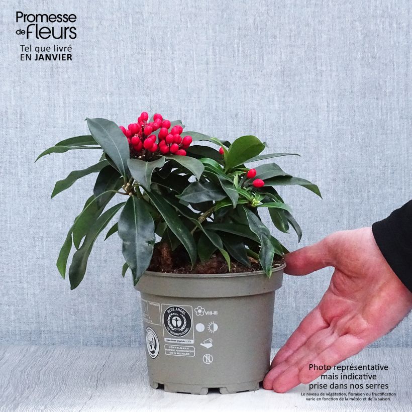 Example of Skimmia reevesiana - Japanse skimmia Pot van 1 l/1,5 l as you get in hiver