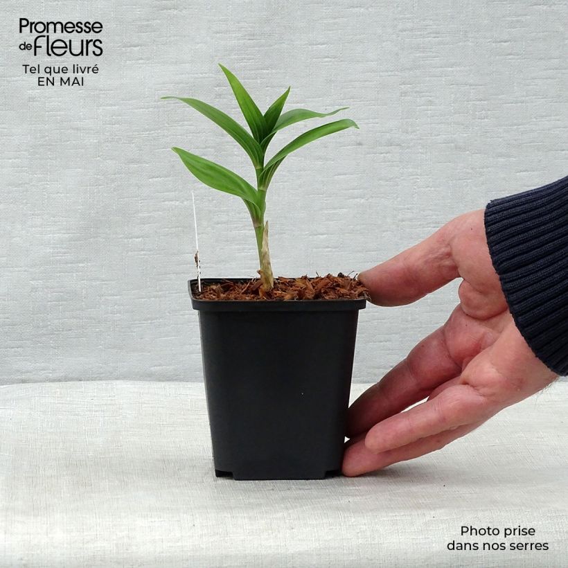 Exemplaar van Smilacina racemosa - Valse salomonszegel Kweekpotje van 8/9 cm zoals geleverd in de lente