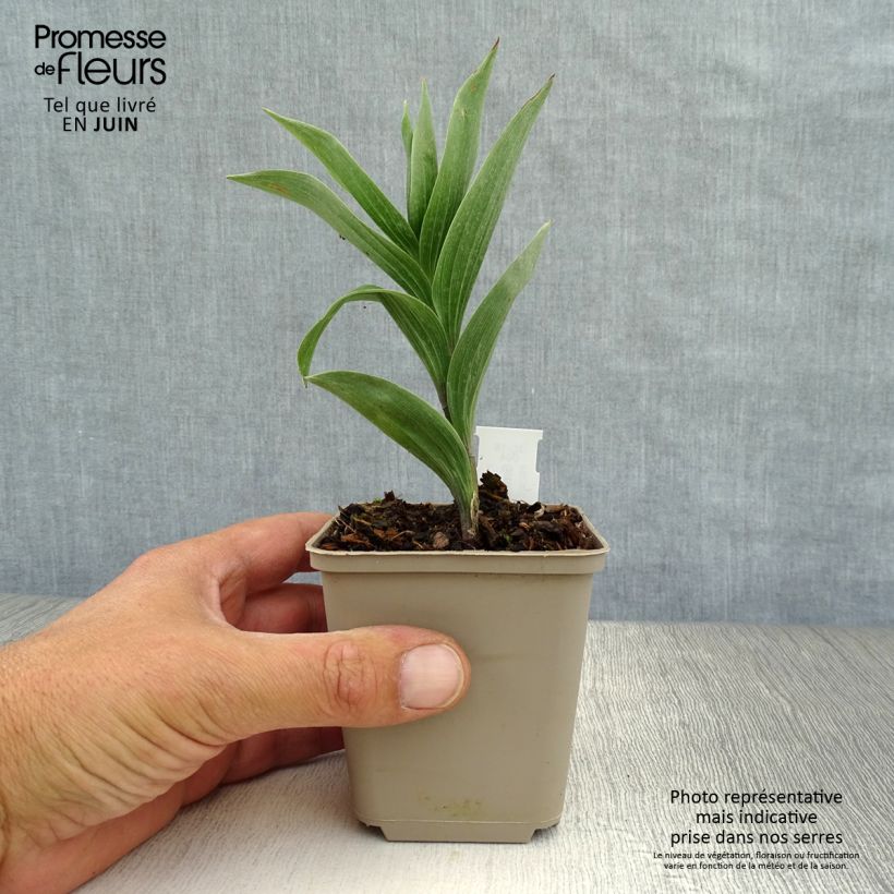 Exemplaar van Smilacina racemosa - Valse salomonszegel Kweekpotje van 8/9 cm zoals geleverd in de zomer