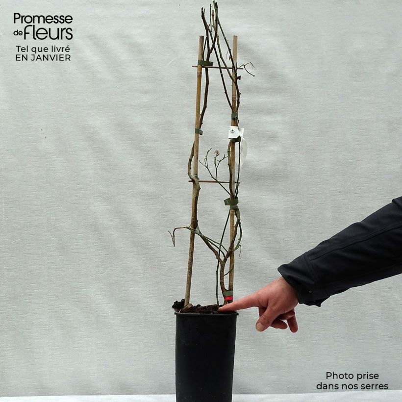 Example of Solanum crispum Glasnevin Pot van 2 l/3 l as you get in hiver