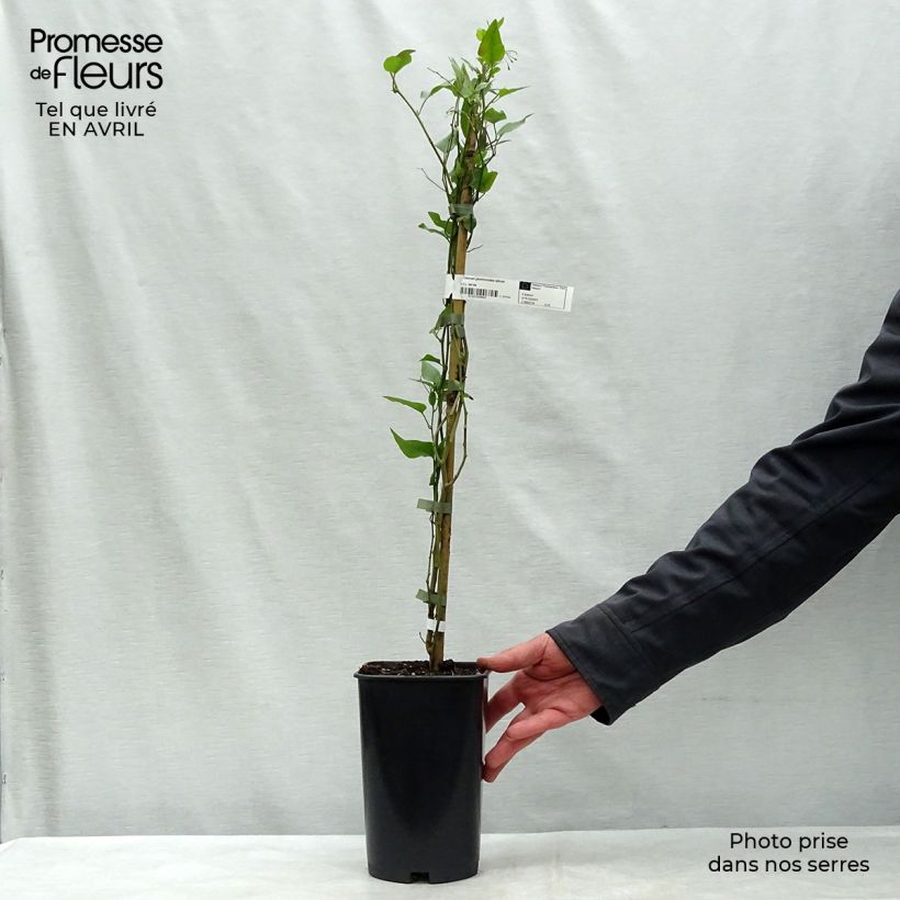 Exemplaar van Solanum jasminoides Album - Klimmende nachtschade Pot van 2 l/3 l zoals geleverd in de lente