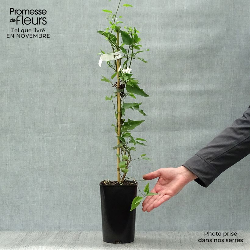 Exemplaar van Solanum jasminoides Album - Klimmende nachtschade Pot van 2 l/3 l zoals geleverd in de herfst