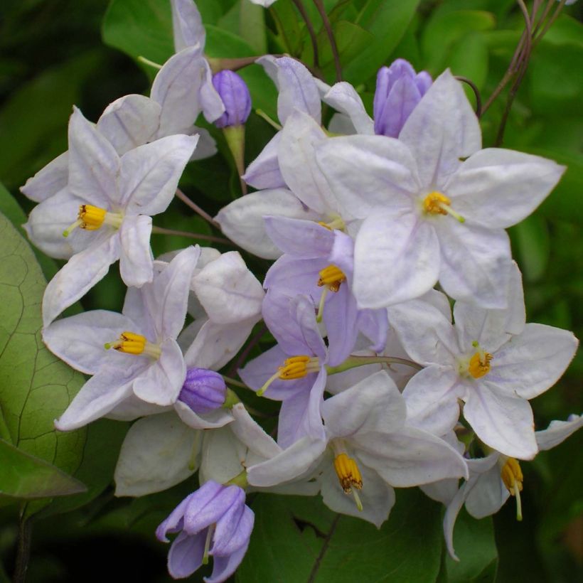 Solanum jasminoides Blauw - Morelle faux-jasmin (Flowering)
