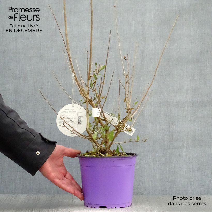 Example of Solanum rantonnetii - Gentiane en Arbre Pot van 3 l/4 l as you get in hiver