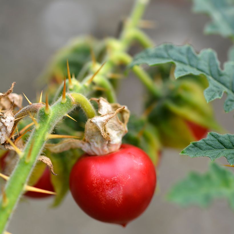 Solanum sisymbriifolium Starbenas - Litchitomaat (Oogst)
