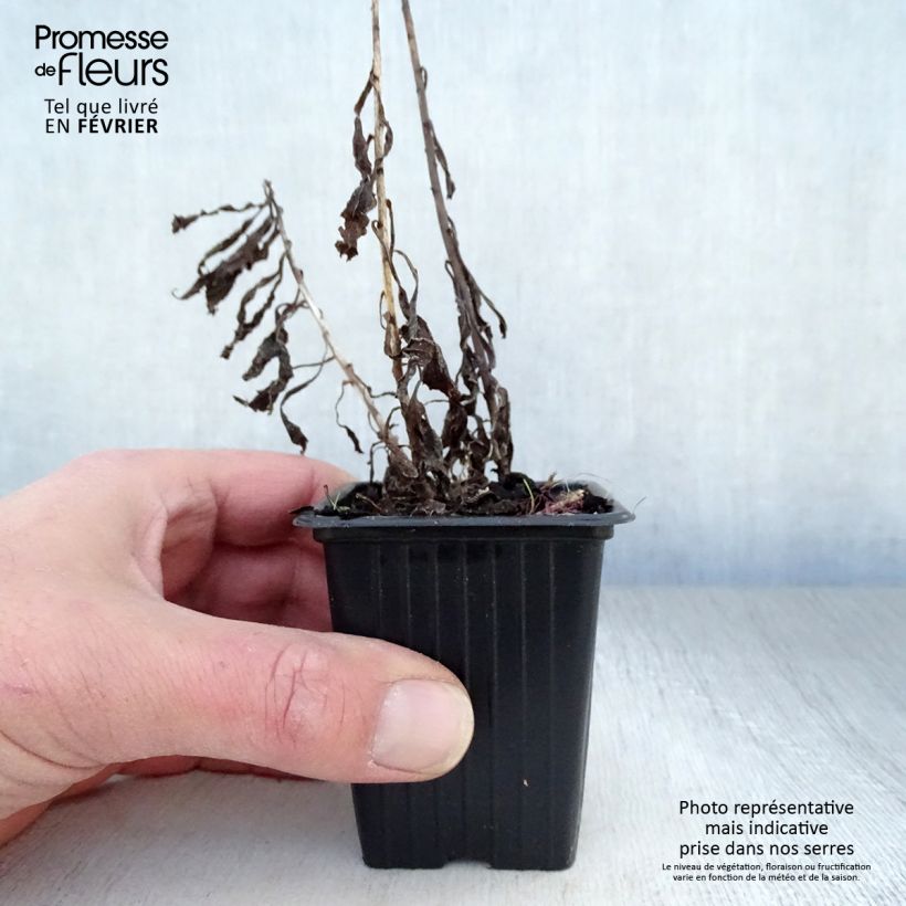 Example of Solidago Gold King - Verge d'or Kweekpotje van 7/8 cm as you get in hiver