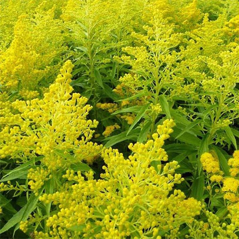 Solidago Golden Mosa - Guldenroede (Flowering)
