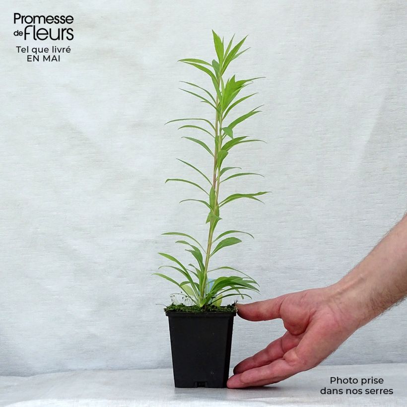 Exemplaar van Solidago Golden Mosa - Guldenroede Kweekpotje van 8/9 cm zoals geleverd in de lente