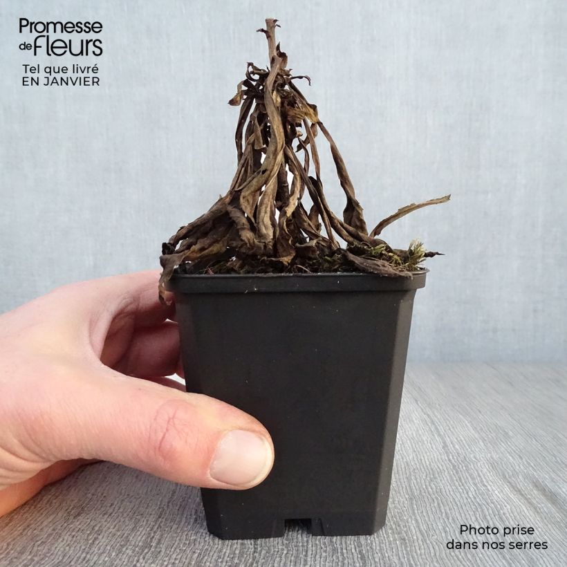 Example of Solidago Golden Mosa - Guldenroede Kweekpotje van 8/9 cm as you get in hiver