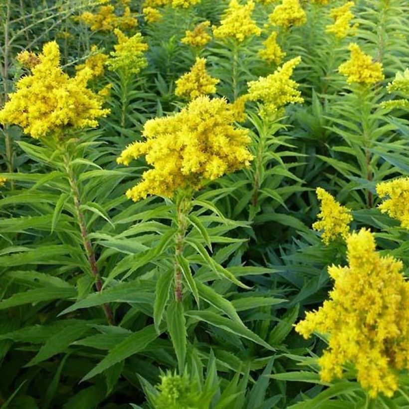 Solidago Spatgold - Guldenroede (Plant habit)