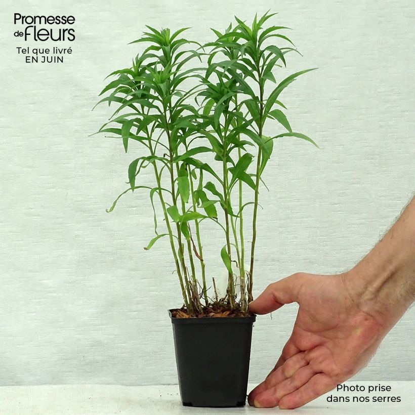 Exemplaar van Solidago Spatgold - Guldenroede Kweekpotje van 8/9 cm zoals geleverd in de zomer