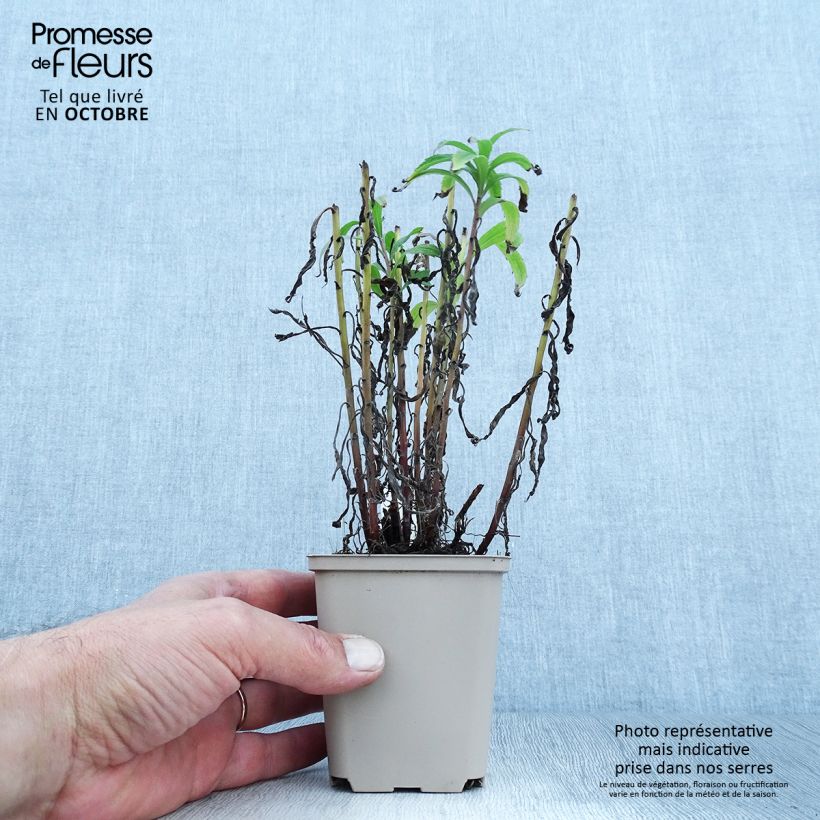 Exemplaar van Solidago Spatgold - Guldenroede Kweekpotje van 8/9 cm zoals geleverd in de herfst