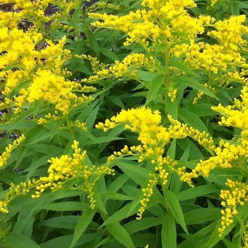 Guldenroede Strahlenkrone - Solidago (Flowering)