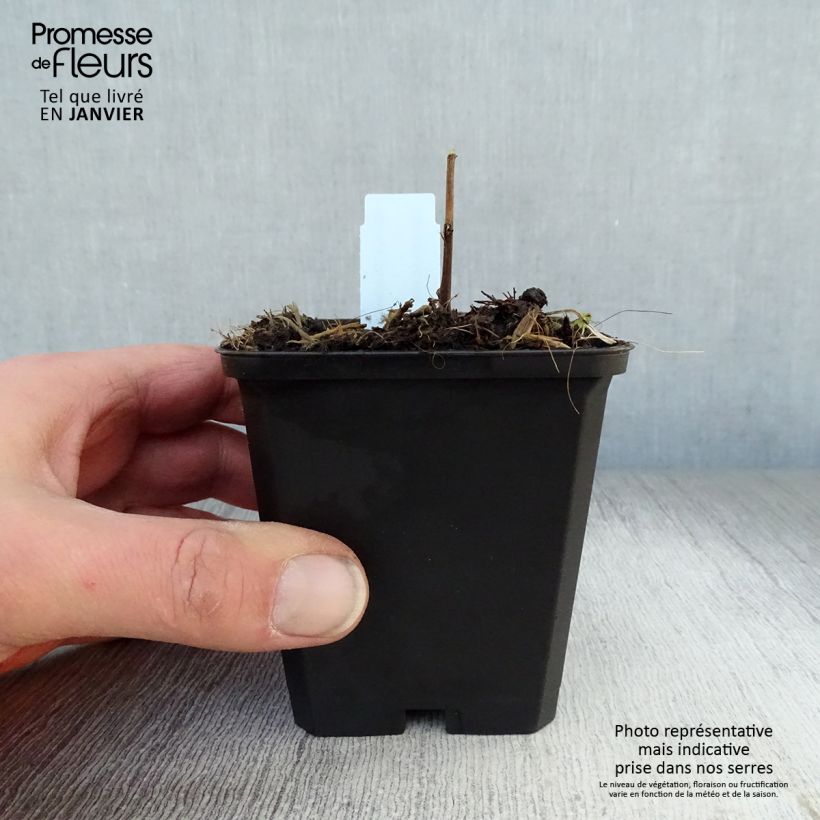 Example of Solidago Strahlenkrone - Verge d'or Strahlenkrone Kweekpotje van 8/9 cm as you get in hiver