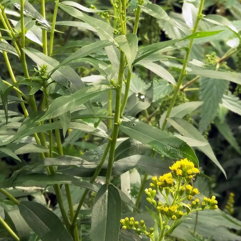 Solidago canadensis - Canadese guldenroede (Foliage)