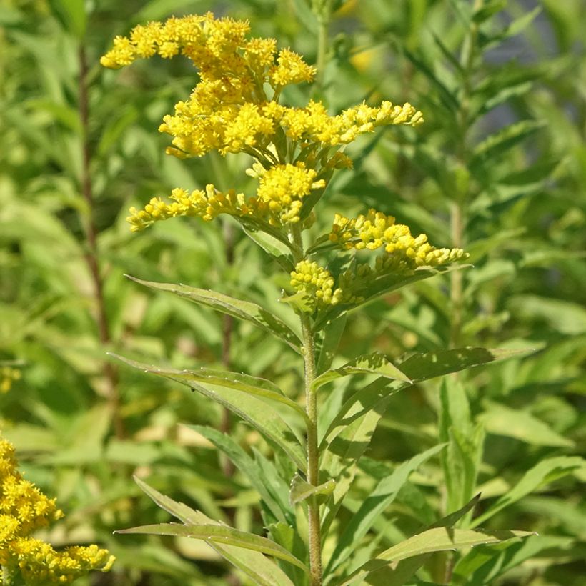 Solidago canadensis Golden Baby - Canadese guldenroede (Groeiplaats)