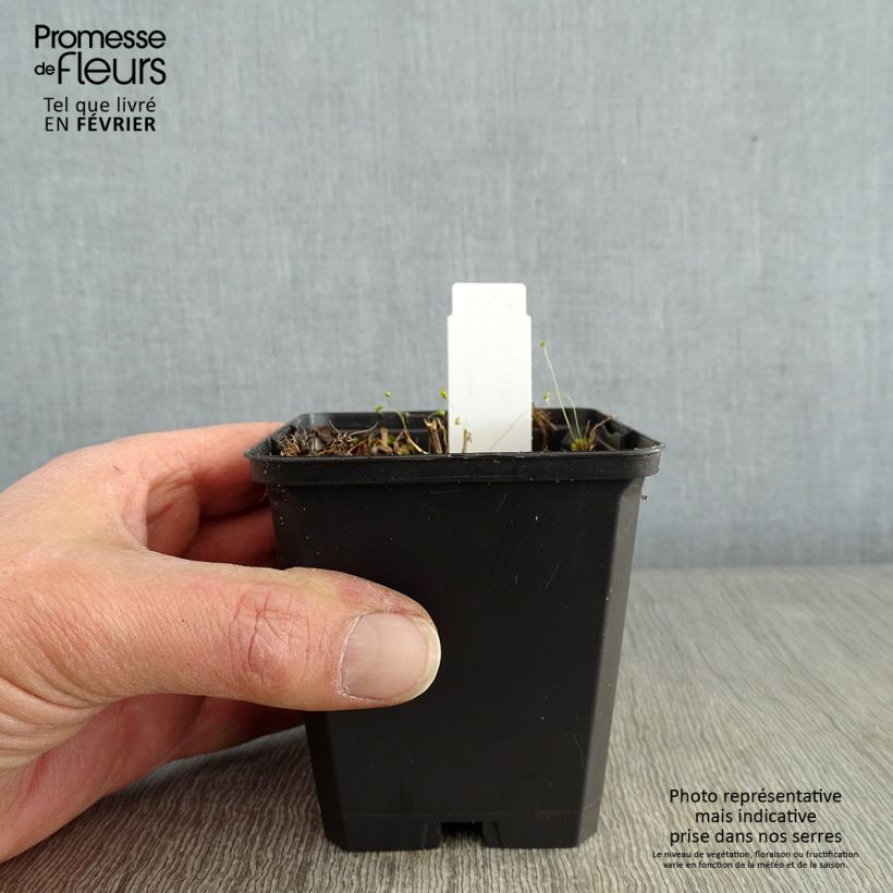 Example of Solidago flexicaulis Variegata - Verge d'or Variegata  Kweekpotje van 8/9 cm as you get in hiver