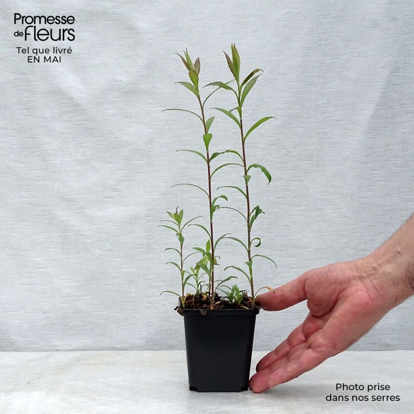 Exemplaar van Solidago rugosa Fireworks - Guldenroede Kweekpotje van 8/9 cm zoals geleverd in de lente