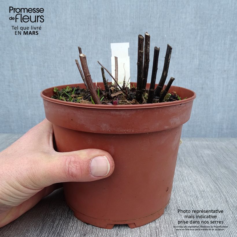 Example of Solidago rugosa Fireworks - Guldenroede Pot van 2 l/3 l as you get in hiver