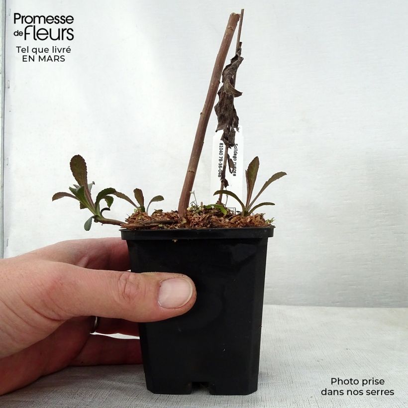 Exemplaar van Solidago rugosa - Guldenroede Kweekpotje van 8/9 cm zoals geleverd in de lente