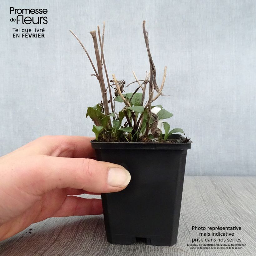 Example of Solidago rugosa - Verge d'or rugueuse Kweekpotje van 8/9 cm as you get in hiver