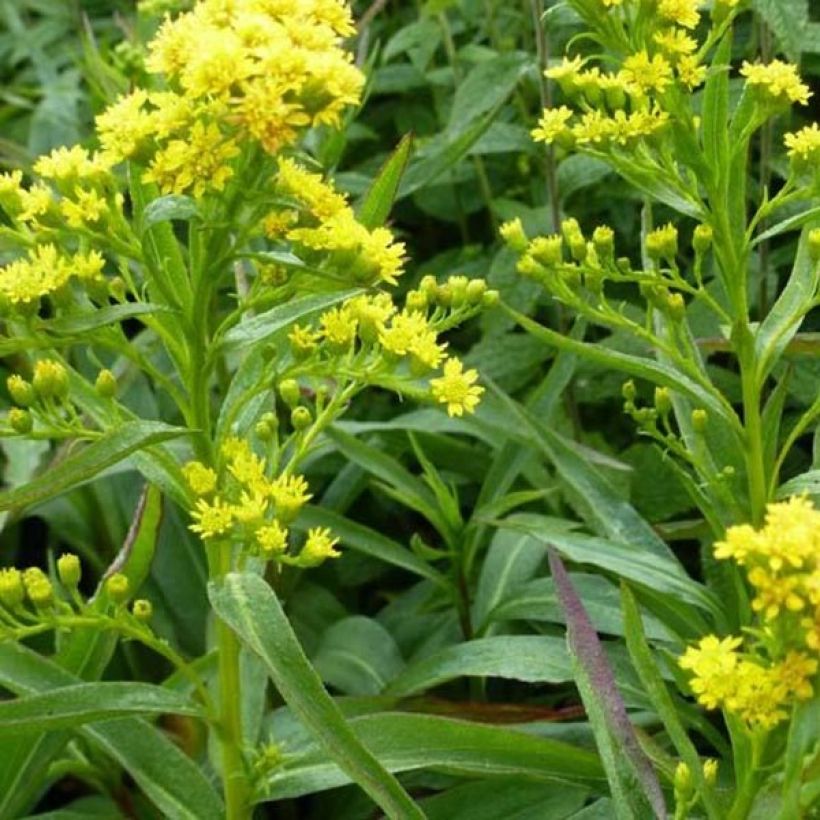 Solidago sempervirens Goldene Wellen - Guldenroede (Foliage)