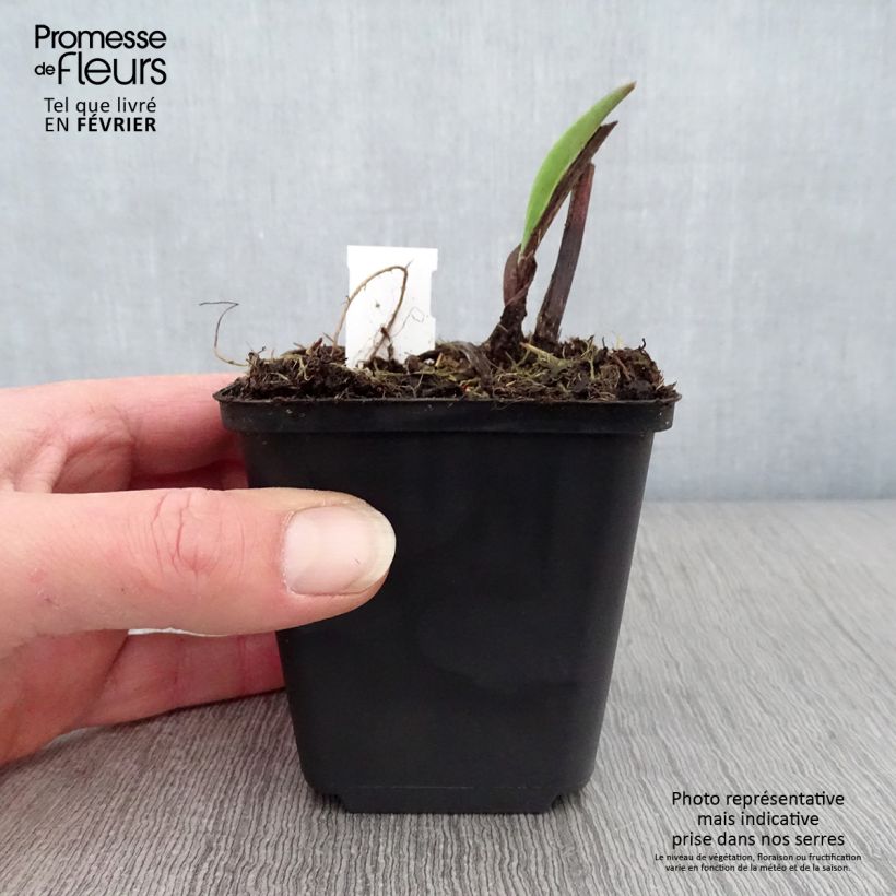 Example of Solidago sempervirens Goldene Wellen - Verge d'or Goldene Wellen Kweekpotje van 8/9 cm as you get in hiver