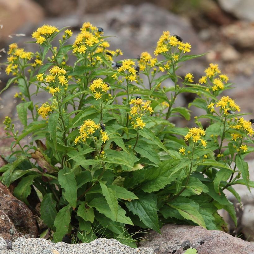 Solidago virgaurea - Echte guldenroede (Plant habit)
