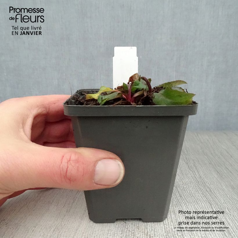 Example of Solidago virgaurea - Baguette d'Aaron - Verge d'or Kweekpotje van 8/9 cm as you get in hiver